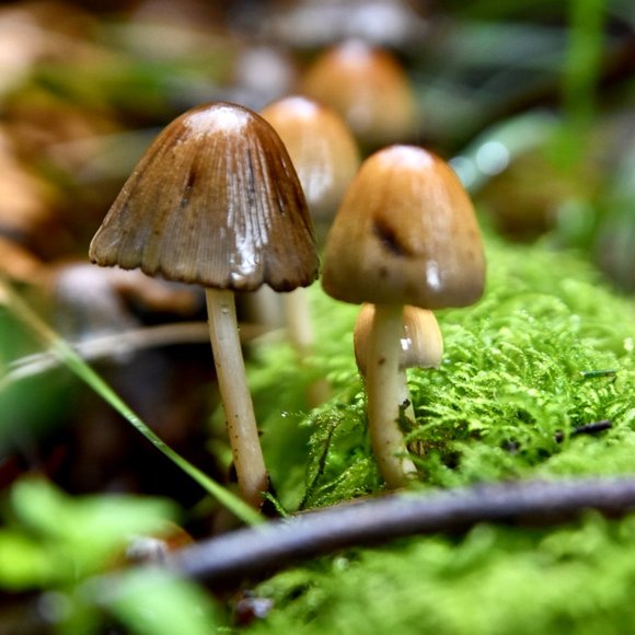 Tamron SP AF Aspherical XR Di LD 28-75mm F2.8 - Picture 3 of 3